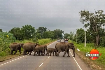 අධිකරණය විසින් අලි-මිනිස් ගැටුම අවම කිරීම සඳහා ගෙන ඇති ක්‍රියාමාර්ග පිළිබඳ වාර්තාවක් ඉල්ලයි