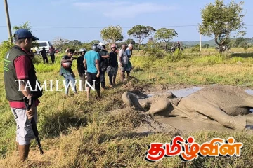 திருகோணமலையில் வயலில் விழுந்த யானை உயிருடன் மீட்பு