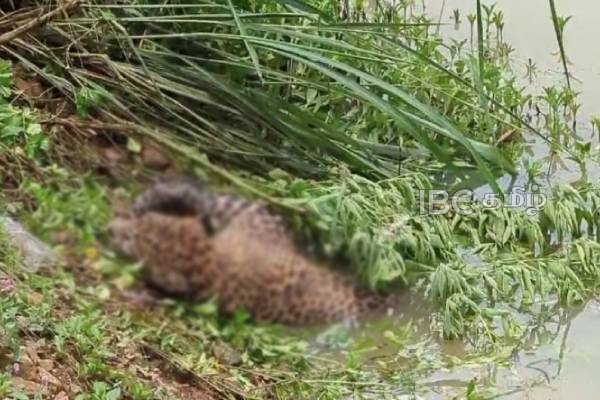 நுவரெலியாவில் உயிருக்கு போராடிய சிறுத்தை பாதுகாப்பாக மீட்பு | Leopard Fighting For Its Life Rescued Safely