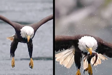 மீனை துல்லியமாக வேட்டையாடிய கழுகு... பறந்துக்கொண்டே சாப்பிடும் அரிய காட்சி!