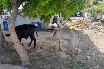 யாழில் இறைச்சியாக்க தயார் நிலையில் இருந்த மாடுகள் மற்றும் மாட்டிறைச்சி என்பன மீட்பு