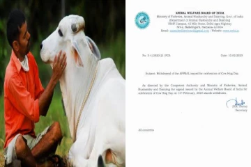 பிப்ரவரி 14 பசுவை கட்டியணைப்பு தினம் வாபஸ் - காதலர்கள் உற்சாகம்