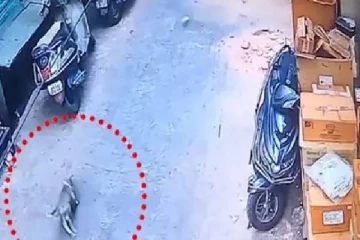 100 வருட பழமையான கட்டடம் இடிந்து விழுந்ததால் நாய் உயிரிழப்பு