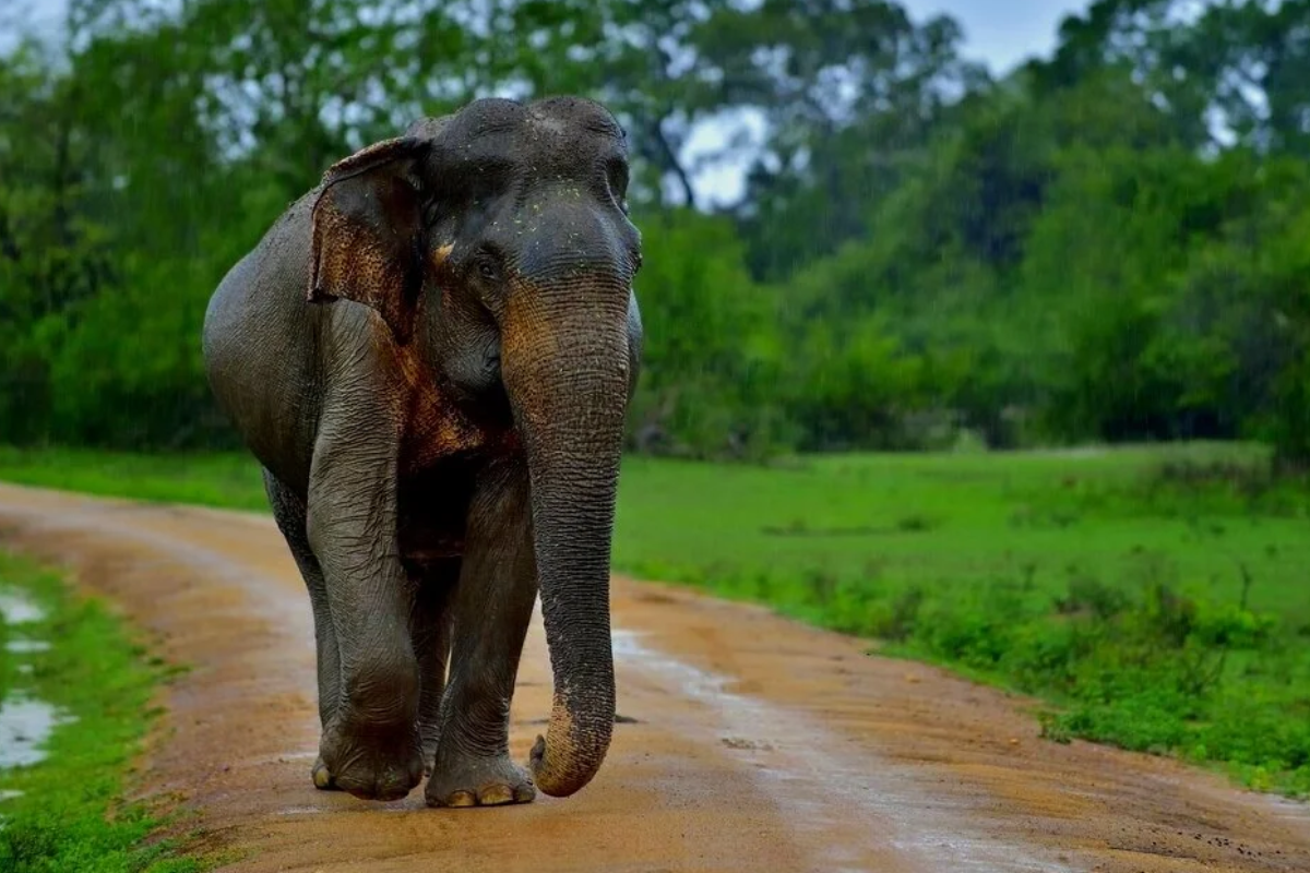 அம்பாறையில் யானை தாக்கி குடும்பஸ்தர் படுகாயம் | Family Member Injured Elephant Attack In Ampara அம்பாறையில் யானை தாக்கி குடும்பஸ்தர் படுகாயம் | Family Member Injured Elephant Attack In Ampara