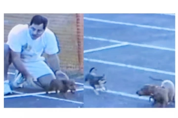 நாய்களுக்கான நடந்த ஓட்டப்பந்தயத்தில் ஒரு நாய் என்ன வேலை செய்யதுன்னு பாருங்க....