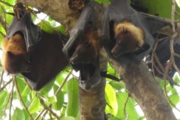 வெளவால்களிலிருந்து பரவும் பதியவகை வைரஸ்கள்! எச்சரிக்கை விடுத்த உலக சுகாதார அமைப்பு!