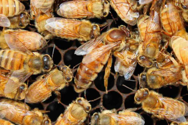 தேனீ கொட்டினால் விஷம் இறங்க உடனே இதை செய்யுங்க! | Bee Sting Home Remedies