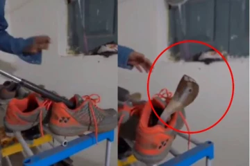 ஷூவுக்குள் இருந்து திடீரென்று படமெடுத்த நாக பாம்பு - பேரதிர்ச்சியில் உறைந்த பெண்மணி