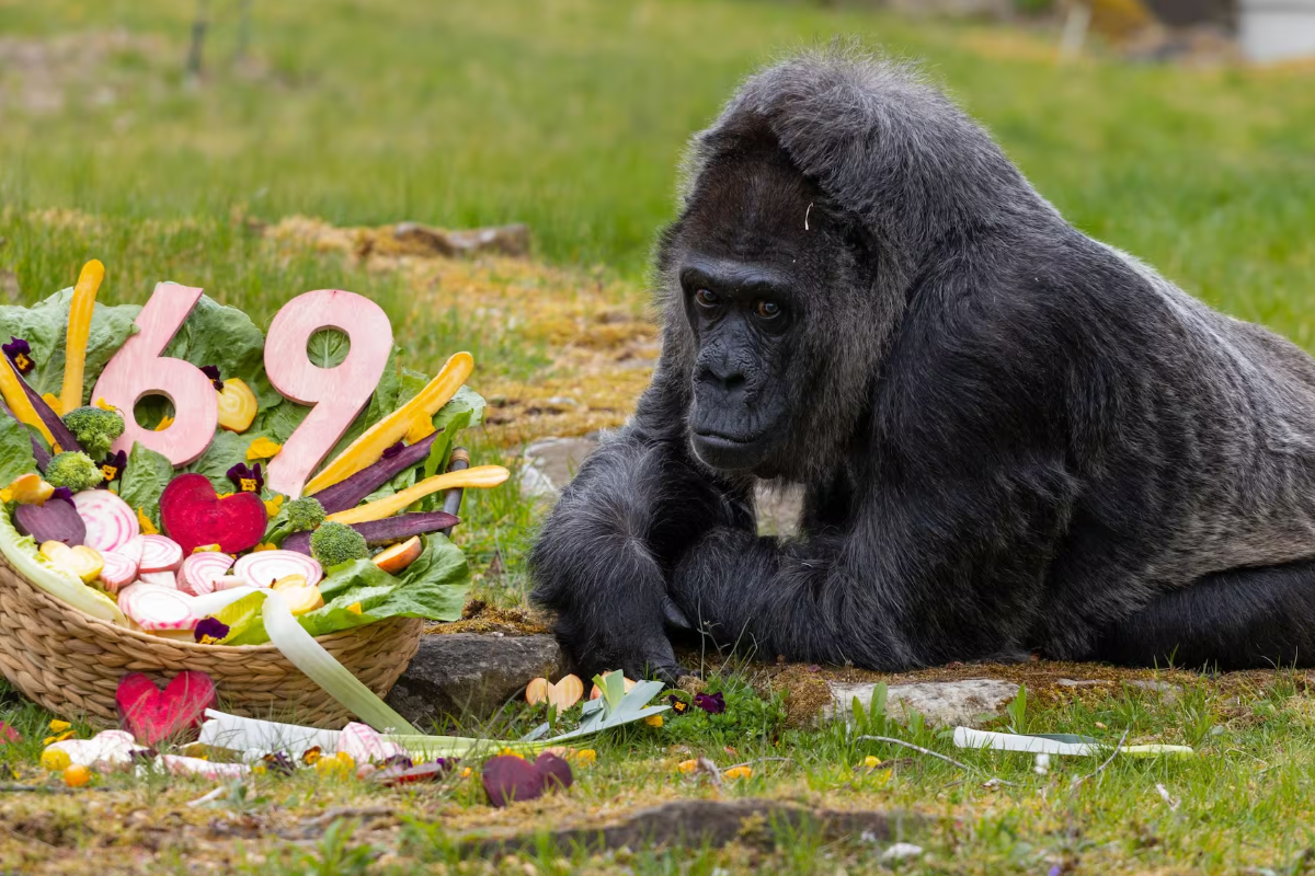 ஜெர்மனி பெர்லின் பூங்காவில் கின்னஸ் சாதனை படைத்த கொரில்லா | Guinness Record Setting Gorilla Berlin Zoo