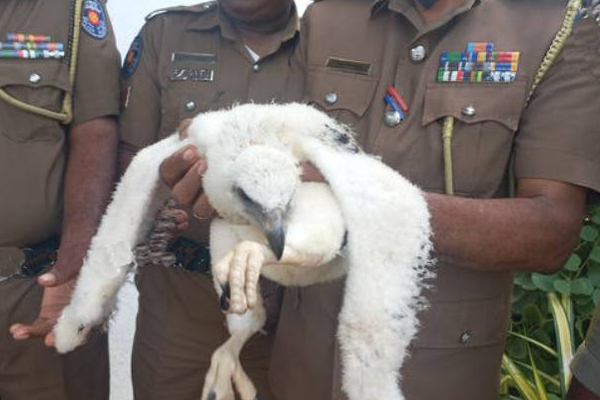 இலங்கையில் அரிய வகை வெள்ளை நிற கழுகுடன் சிக்கிய நபர்! | Sri Lanka White Eagle Halieetus Leucogwter Arrest இலங்கையில் அரிய வகை வெள்ளை நிற கழுகுடன் சிக்கிய நபர்! | Sri Lanka White Eagle Halieetus Leucogwter Arrest