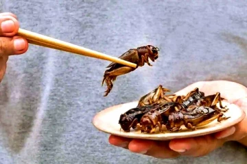 பூச்சிகளை சாப்பிட அனுமதி - திடீர் ஷாக் கொடுக்கும் பிரபல நாடு!