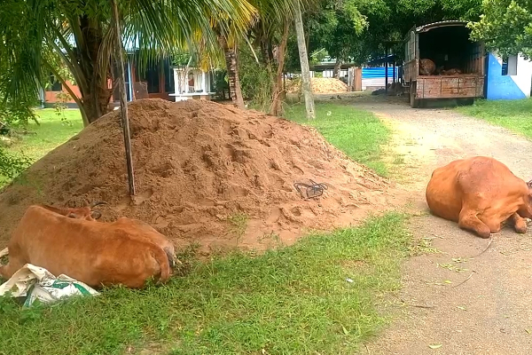 யாழ்ப்பாணத்தில் இருந்து சட்டவிரோதமாக மாடுகள் கொண்டுசென்ற மூவர் கைது! | Three Arrested With Illegally Transported Cows