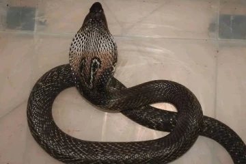 இலங்கையரின் படுக்கையறைக்குள் புகுந்த ராஜநாகம்! வீட்டுப் பக்கமே பாம்பு வரக்கூடாதா? இதை மட்டும் செய்யுங்க!