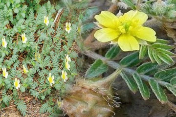 பிடுங்கி வீசும் இந்த களைச்செடியில் இத்தனை நன்மைகளா?