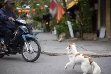 எமனாக வந்த நாய்! பரிதாபமாக உயிரிழந்த இளைஞர்