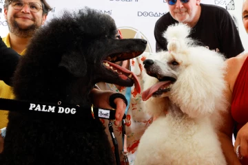 கேன்ஸ் திரைப்பட விழாவில் நாய்க்கு விருது!