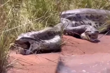 Viral Video: ராட்சத பெண் அனக்கோண்டாவின் வாயிலிருந்து மற்றொரு அனக்கோண்டாவா?... புல்லரிக்க வைக்கும் காட்சி