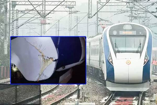 Vande Bharat train is often hit by cows