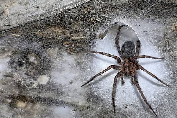 world biggest spiderweb discovered