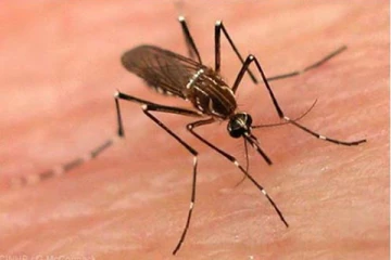 டெங்கு நோய் நிலை தீவிரமாக பரவலடைய முன் முற்காப்பு நடவடிக்கைகளை மேற்கொள்ள வேண்டும் - எம்.பி.எம்.ஹில்மி
