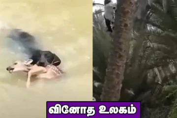 மரம் ஏறும் ஆடு! நீரில் நீந்தி மான்குட்டியை காப்பாற்றிய நாய்... வினோத உலகம்