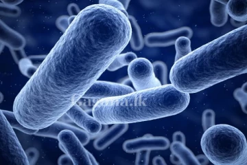 දැනටම 11කට මරණය.. සතුන්ට සහ මිනිසුන් දෙපාර්ශ්වයටම බලපෑම් එල්ල කළ හැකි බැක්ටීරියාවක්..