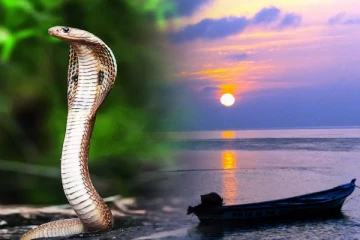 இந்தியாவில் பாம்புகளே இல்லாத ஒரே மாநிலம் இதுதான் - ஆச்சரிய தகவல்!