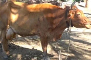 மாடுகளுக்கு அம்மை நோய்! எட்டு மாடுகள் உயிரிழப்பு (video)