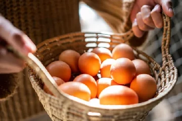 முட்டை களவாடியவர் போதைப்பொருளுடன் கைது ; மீட்கப்பட்ட ஆயிரக்கணக்கான முட்டைகள்