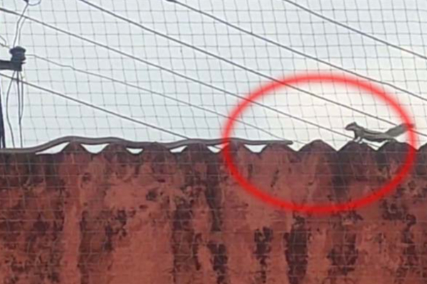 அணிலுக்கும், பாம்பிற்கும் அரங்கேறிய சண்டை! தலைதெறிக்க ஓடியது யார் தெரியுமா? | Squirrel Fight Snake On Wall Viral Video