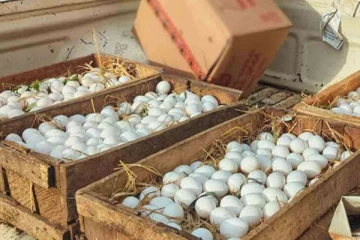 தமிழர் பகுதியொன்றில் பழுதடைந்த முட்டைகள் விற்பனை ; அவதானம் மக்களே