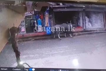 මී හරක් ප්‍රහාරයකින් පුද්ගලයෙක් බරපතල තුවාල ලබයි. - (VIDEO)