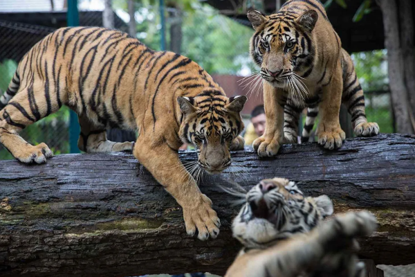 தாய்லாந்து பூங்காவில் இரு வாரங்களில் 72 புலிகள் மர்ம மரணம் | 72 Tigers Lethal Virus Die In Two Weeks Thai Park