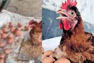 06 மணிநேரத்தில் 24 முட்டைகளை போட்ட அதிசய கோழி - பார்க்க படையெடுக்கும் மக்கள்