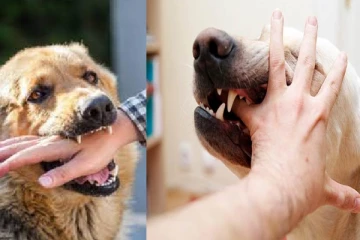நாய்கடிக்கு தடுப்பூசி போட்டால் அசைவம் சாப்பிடலாமா? மருத்துவ விளக்கம்