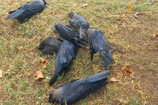 புத்தளத்தில் திடீரென உயிரிழந்த காகங்கள் (Photos) | Crows Suddenly Died In Puttalam புத்தளத்தில் திடீரென உயிரிழந்த காகங்கள் (Photos) | Crows Suddenly Died In Puttalam