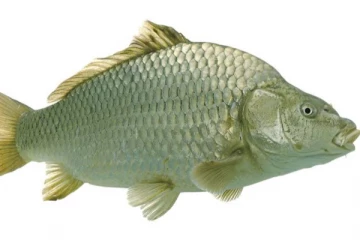 உயிர் மீனை விழுங்கிய நபருக்கு நிகழ்ந்த விபரீதம்!