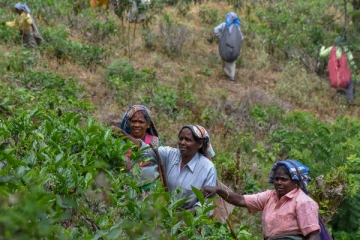 முடிவுக்கு வரும் குத்தகை; தவிக்கும் மாஞ்சோலை தொழிலாளர்கள் - விருப்ப ஓய்வு பெற நோட்டீஸ்!