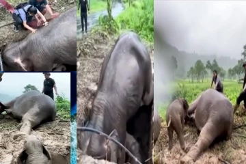 குழியில் விழுந்த குட்டியை மீட்க தாய் யானை நடத்திய பாசப்போராட்டம் - வைரலாகும் வீடியோ