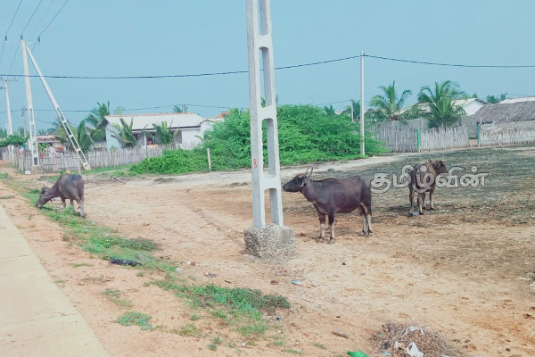 மன்னாரில் கட்டாக்காலி எருமை மாடுகளால் பொதுமக்கள் பாதிப்பு | Trees Damaged By Gattakali Buffaloes In Mannar