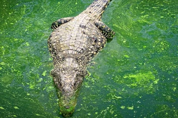 முதலைக்குள்ளிருந்து மீட்கப்பட்ட மீனவரின் உடல்!