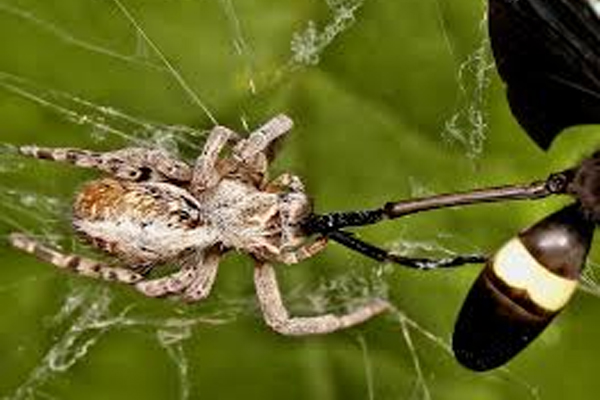 பெற்றோரை உணவாக்கும் உயிரினத்தை குறித்து தெரியுமா? | These 4 Types Of Animals Kill Their Own Parents