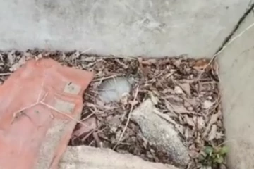 பாழடைந்த வீட்டிலிருந்து மீட்கப்பட்ட ஆபத்தான பொருள்