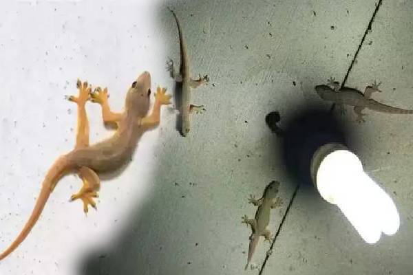 வீட்டில் குட்டி பல்லி அடிக்கடி தென்படுதா? அப்போ இந்த தவறை மட்டும் பண்ணீறாதிங்க! | Is The Small Lizard Goddess Laxmi வீட்டில் குட்டி பல்லி அடிக்கடி தென்படுதா? அப்போ இந்த தவறை மட்டும் பண்ணீறாதிங்க! | Is The Small Lizard Goddess Laxmi