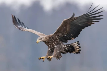 பறவைகளின் அரசன் என்று அழைக்கப்படும் பறவை.., எது தெரியுமா?