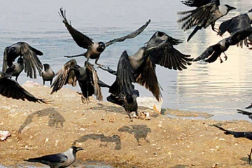 காகங்களுக்கு பறவை காய்ச்சல் பாதிப்பு!