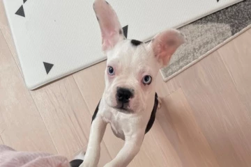 களவாடப்பட்ட நாய் மீளவும் எஜமானரிடம் இணைந்த நெகிழ்ச்சி சம்பவம்