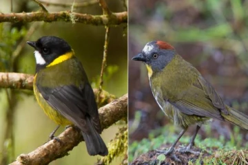 விஷம் நிறைந்த பறவைகள்: அதிர்ச்சியடைந்த விஞ்ஞானிகள்!