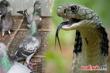 பாம்புகளை ஈர்க்கும் வாசனை - உங்களுக்கு தெரியாமலேயே வீட்டில் இருக்கிறதா?