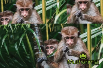 மட்டக்களப்பில் குரங்கு கடிக்கு இலக்காகிய 6 பெண்கள் படுகாயம்!